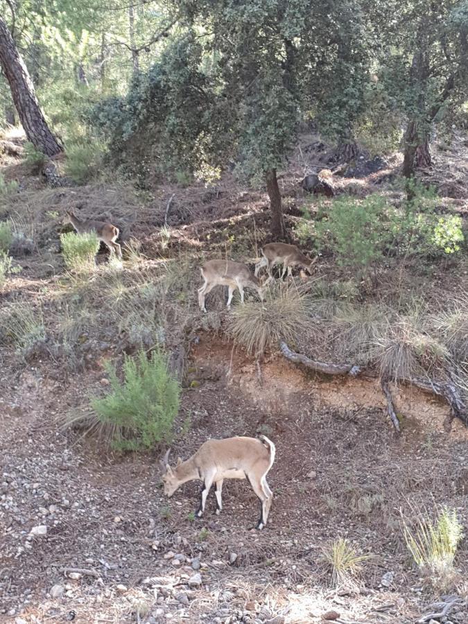 Alojamiento Rural Casa Inocente La Toba  Dış mekan fotoğraf